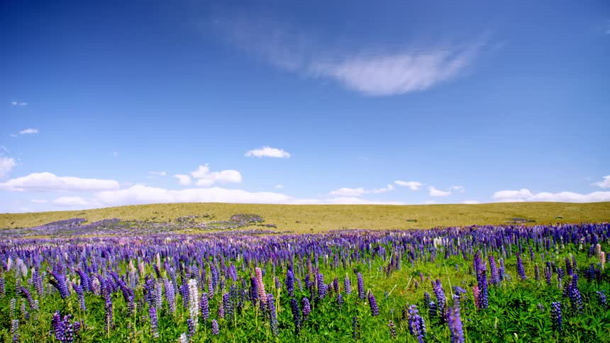 Field of blooming purple lavender swaying in the wind