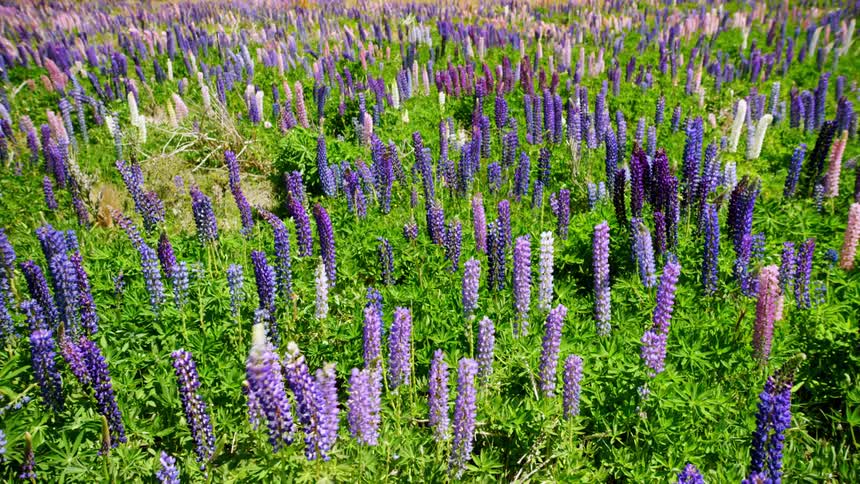 A vibrant field of lupine flowers in various shades of purple and pink