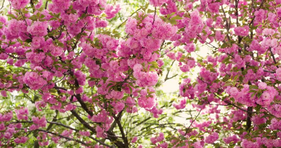 The full bloomed branches of a pink cherry blossom tree rustle around in the wind on a bright sunny day