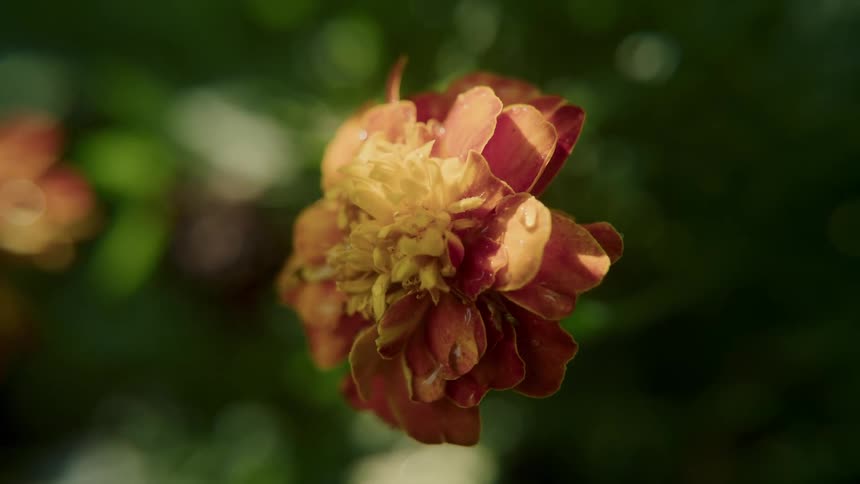 A drop of water falls off of a flower in a nature