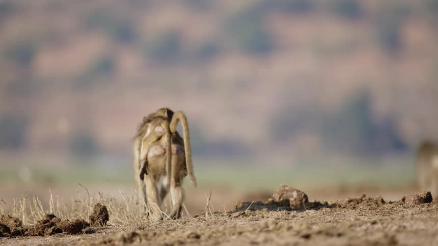 Baboons walking in the jungle