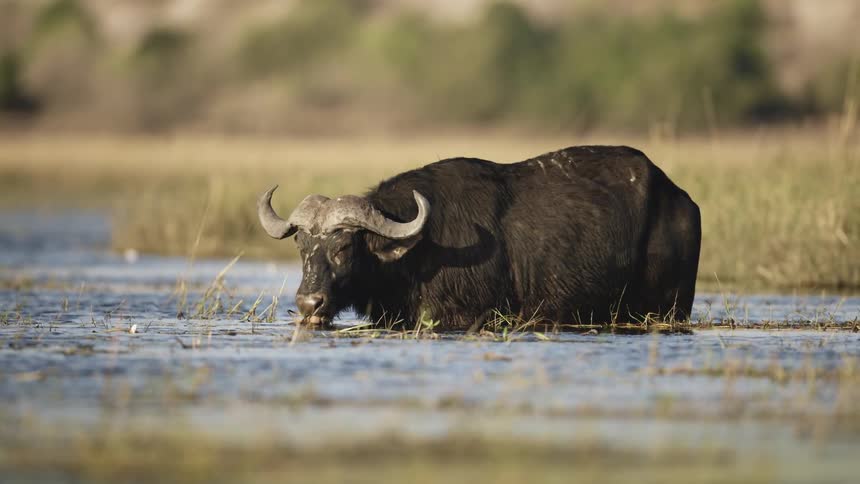 Ox wades through a shallow body of water that it is eating grass out of