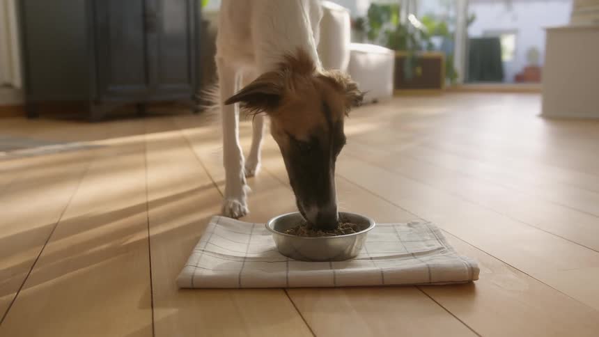 Dog eating food