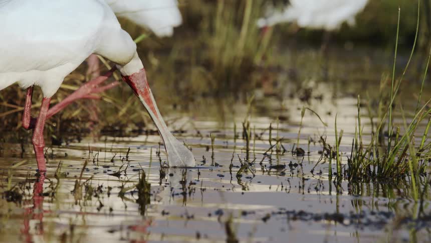 White birds scratching each other walking through the water in a lake