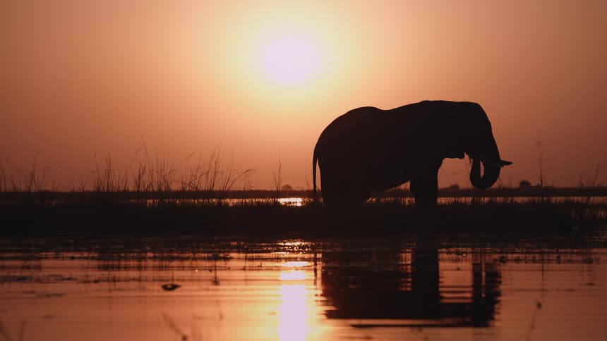 Elephant standing in shallow water using its trunk to pick up plants and vegetation to eat under an orange sunset sky