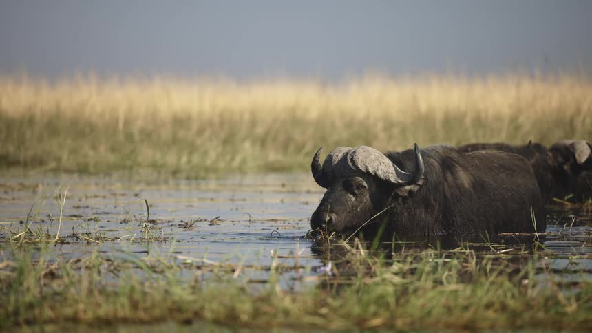 Two cape buffalos wade in a swampy grassland while eating plants