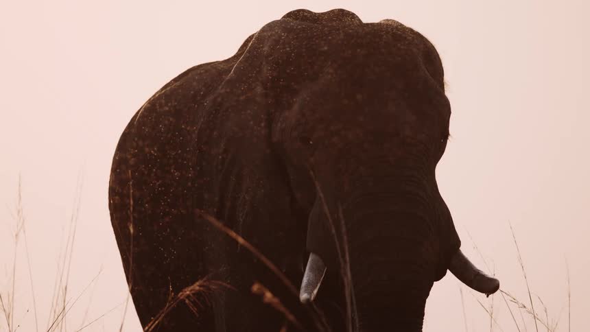 African elephant in the jungle with insects around