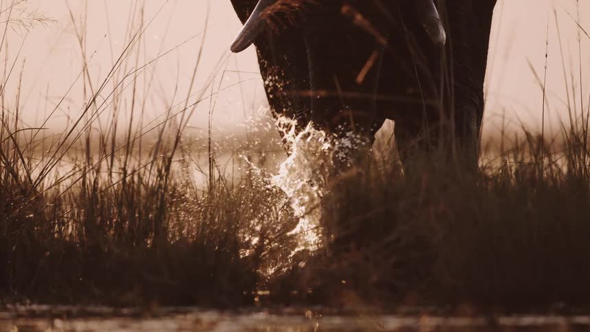 Elephant drinking water in the jungle