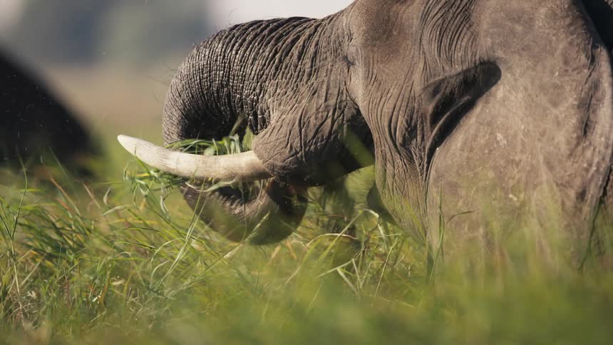 Elephant eating grass