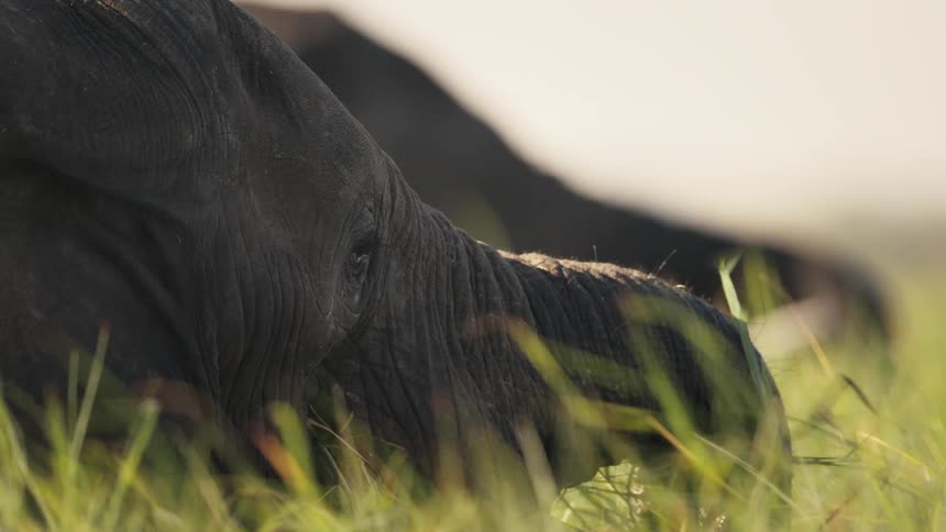 The elephant is eating grass