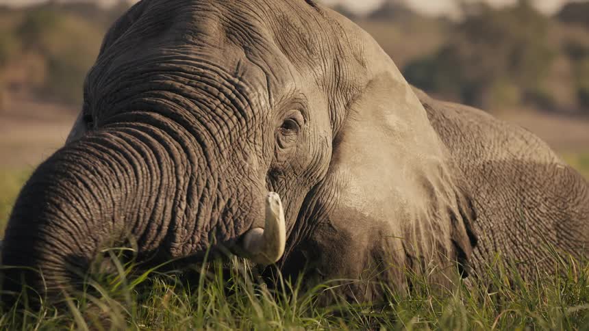 Elephant standing in a field using its trunk to put dry grass and vegetation into its mouth