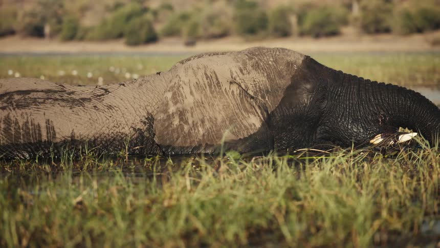 Elephant walking in a lake and eating leaves