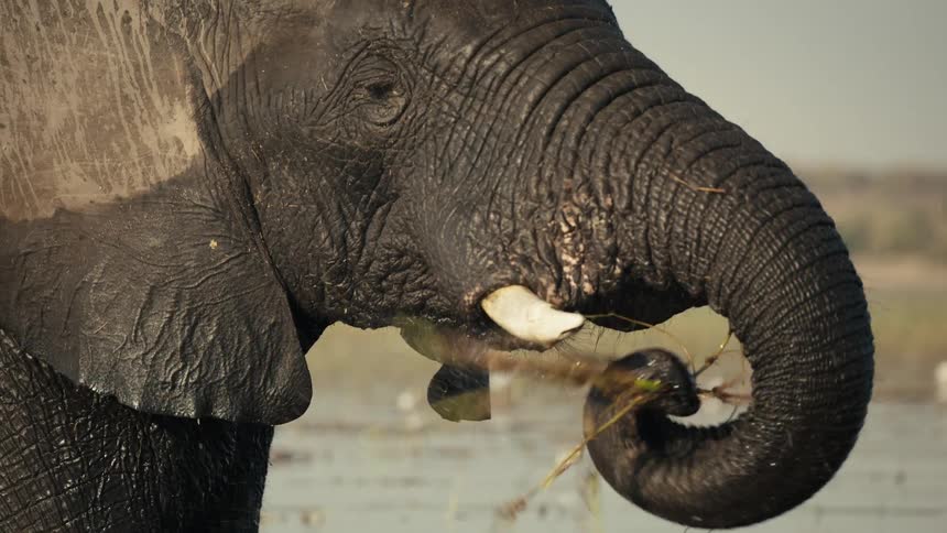 Elephant wading in the river rinses vegetation in the water using its trunk before eating