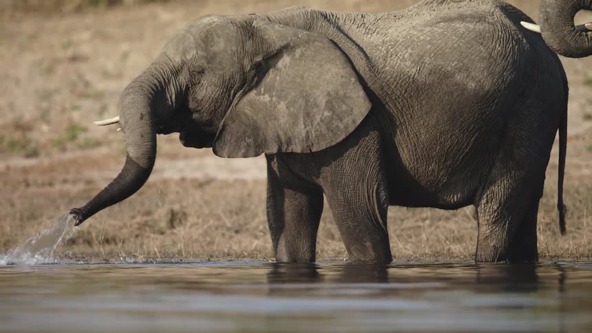 Two elephants are drinking from a river during the daytime
