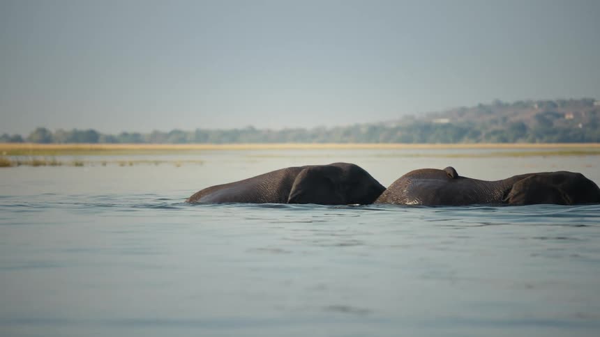 Two elephants inside a lake in the jungle during the day