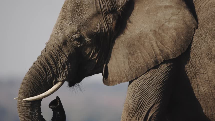 An elephant moves its trunk