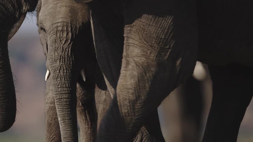 The elephants walk together