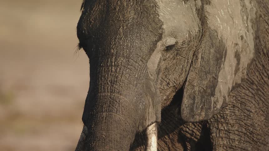 The elephant drinks a bunch of water