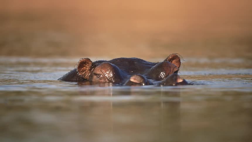 Head of a hippopotamus in a lake