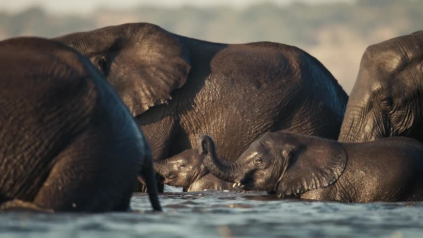 Elephants of different sizes including calves crossing a lake in the jungle