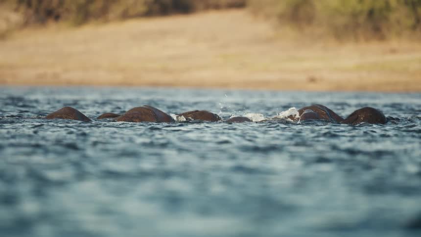 Elephants submerged in a lake