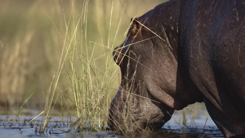 Hippopotamus walking in a lake