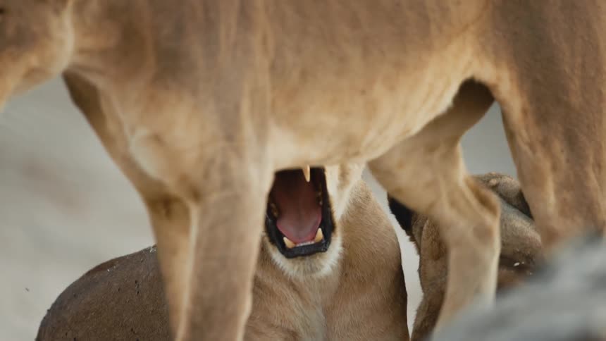 Lions showing affection while in the wild