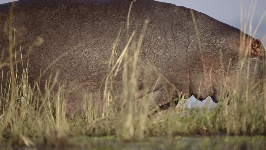 Birds perch on hippo as it grazes on grassy strip between segments of water