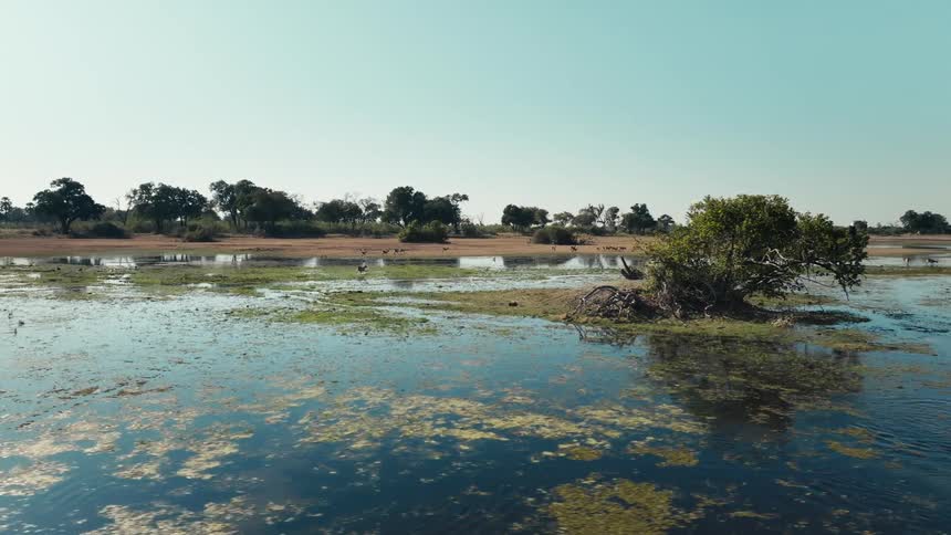 Animals run through the marsh