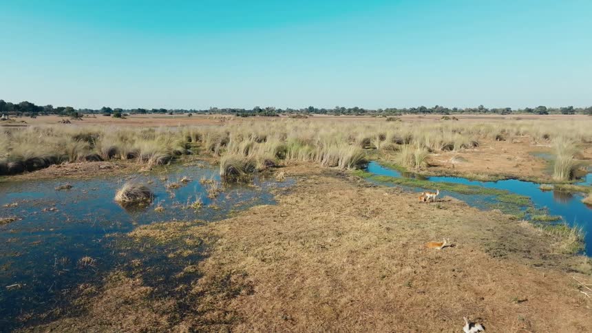 Antelope rest on swampy grasslands on a clear day