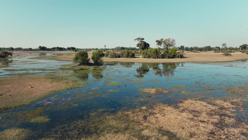 Birds fly over and wade through reflective marsh waters on a sunny day