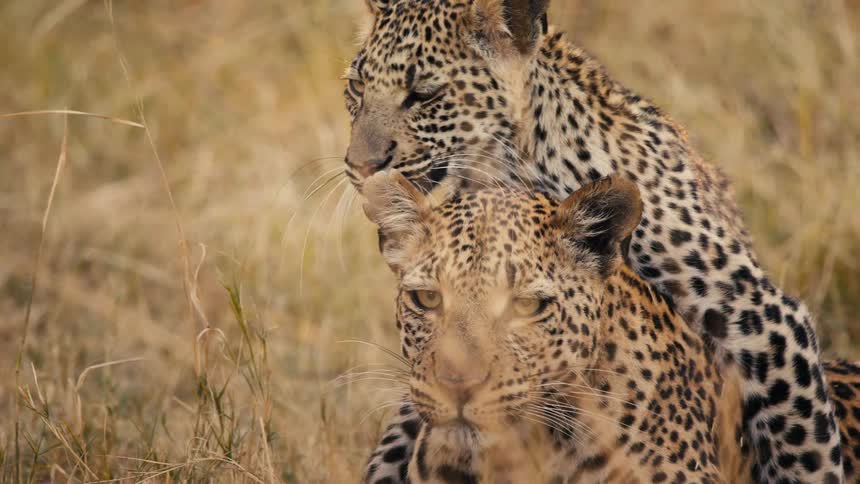 Two jaguars playing with each other