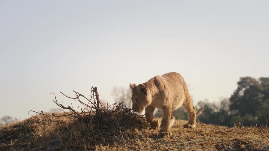 A lion cub walks over the hill