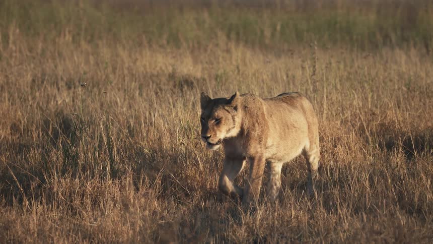 A lion walking through the dry grass of a savannah