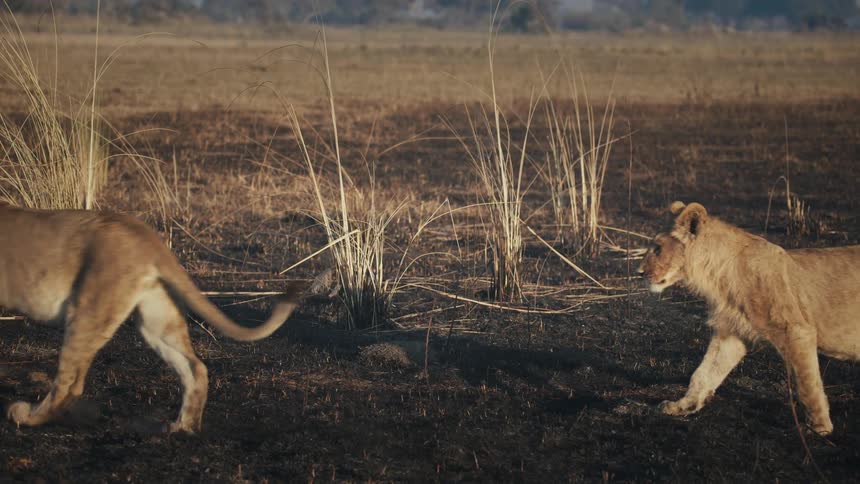 Adult lioness and younger lions walk across the ground in the savanna