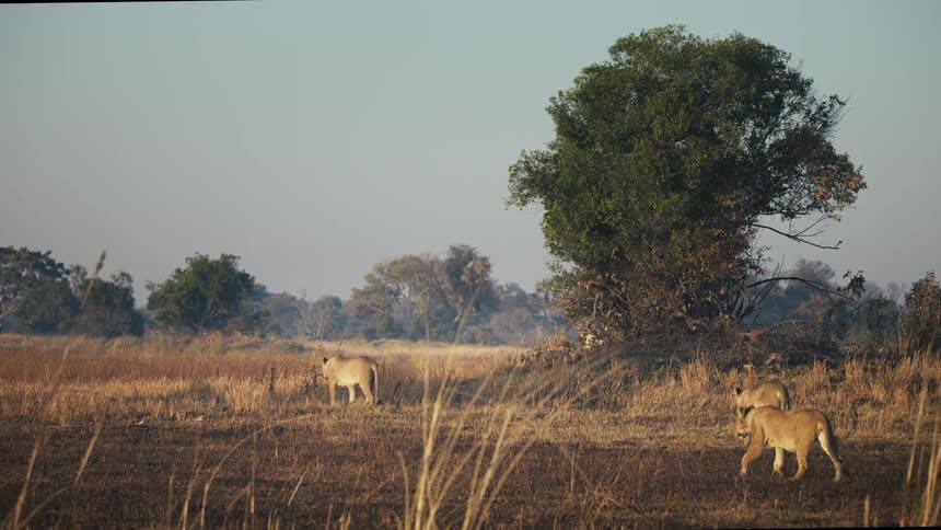 Lions walking through the jungle