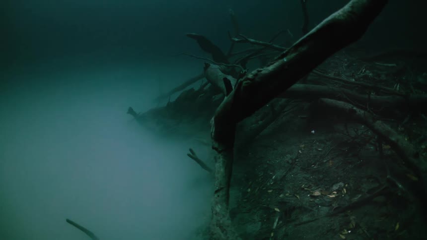 A dead tree trunk underwater on the ground