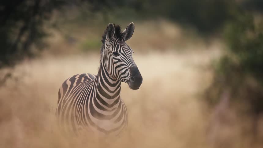 A zebra stands in a grassy plain while swishing its tail