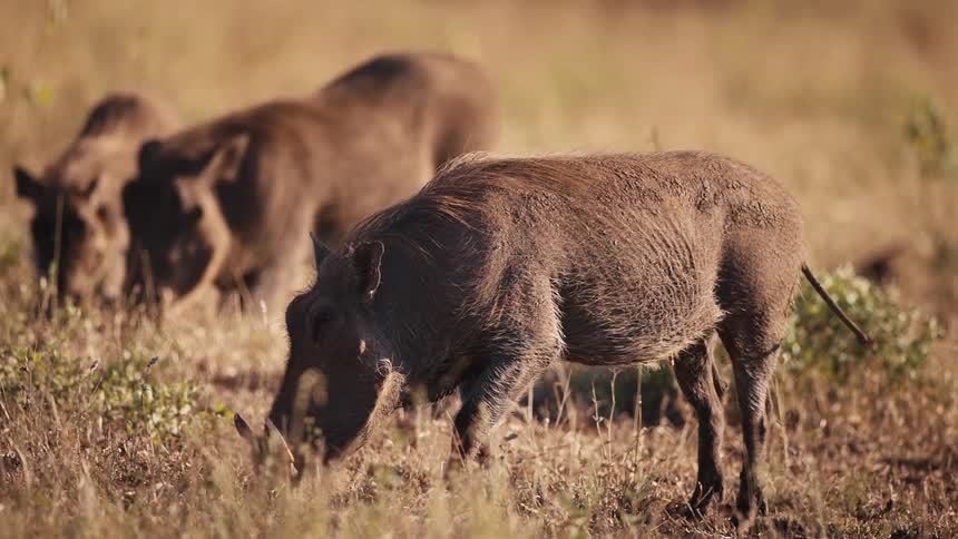 Wild boars eating plants in the jungle
