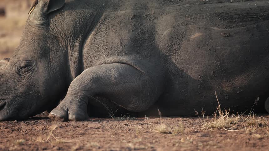 Rhino lying down sleeping
