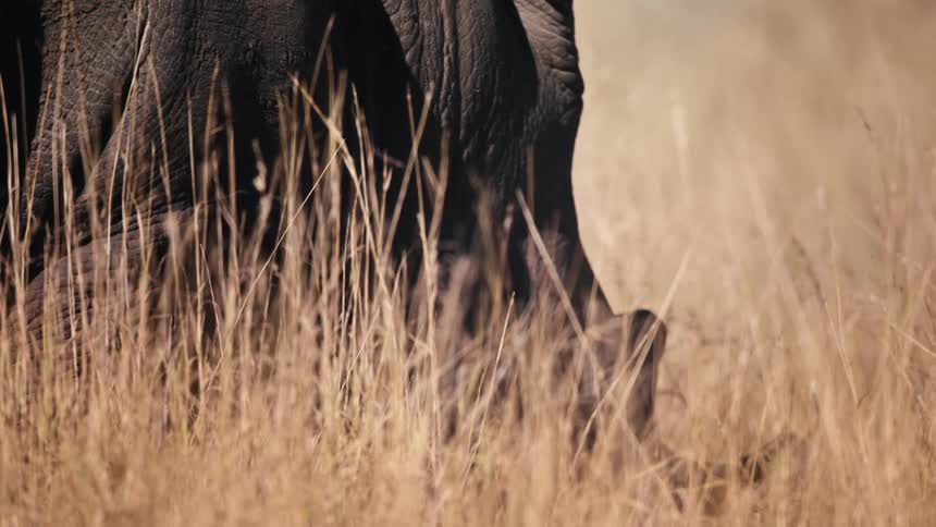 Closeup of the side face of a rhino walking through dry grass in the jungle