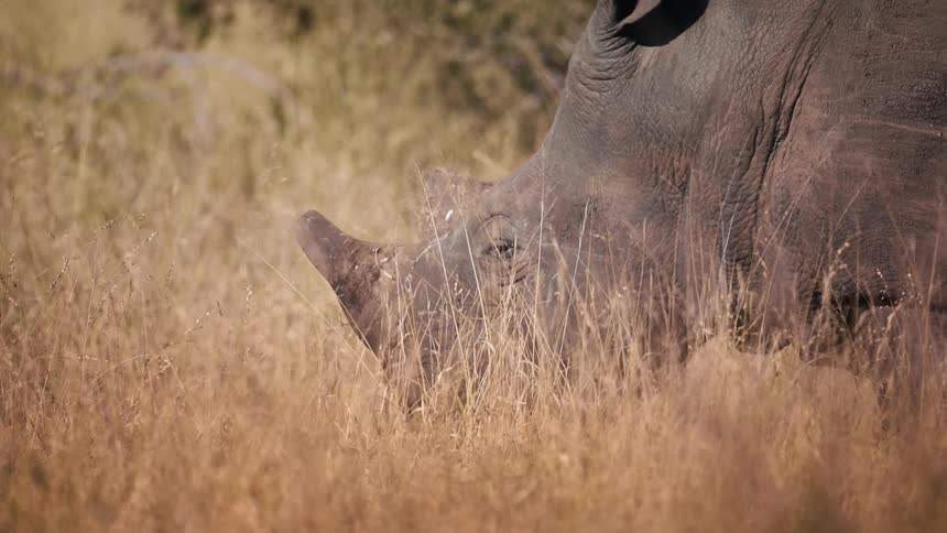 Rhinoceros in a savannah