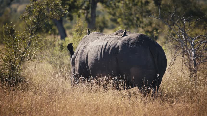 A large animal walks on a grassy plain near a forest
