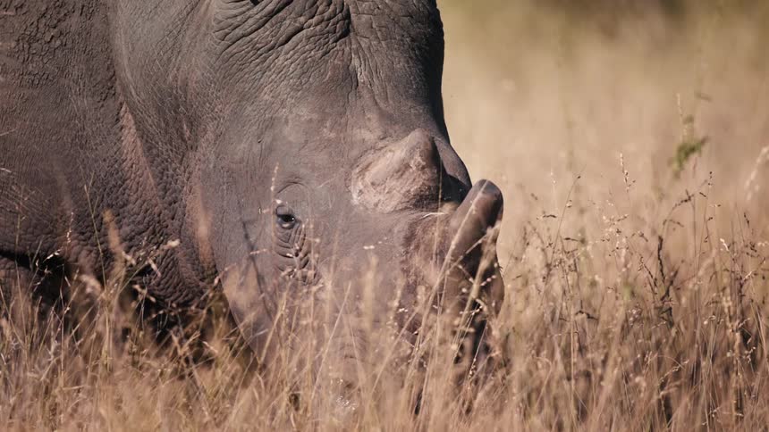A rhinoceros lowers its head while lounging on a savanna