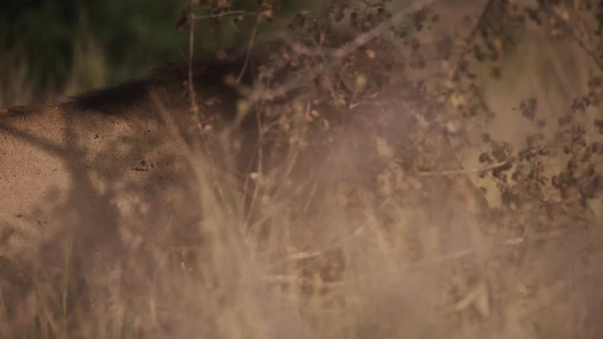 The lion is walking behind the bushes