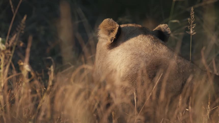 Lioness lying in the jungle