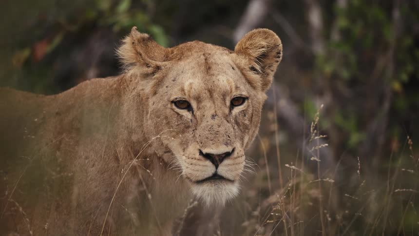 A lion stands near trees and looks around