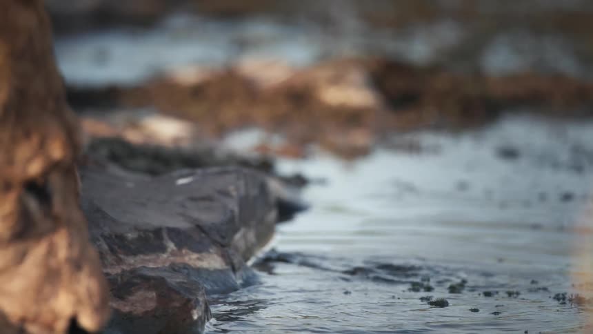 Lion standing at the edge of a creek drinking water