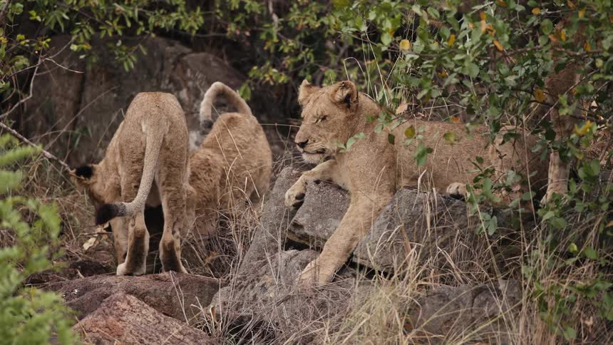 Group of lions on rocks walking and lying down in the jungle