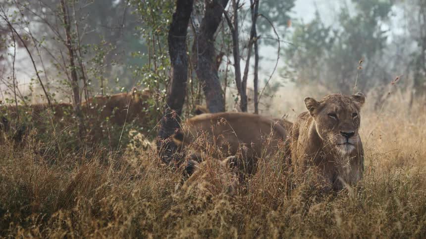 Lions playing in the jungle